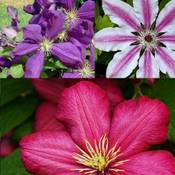 Clematisonline Clematis Kletterplanzen Mix Vergleich