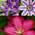 Clematisonline Clematis Kletterplanzen Mix
