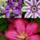 Clematisonline Clematis Kletterplanzen Mix