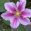 Clematisonline Clematis Piilu
