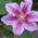 Clematisonline Clematis Piilu