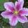 Clematisonline Clematis Piilu