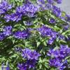 Clematisonline Clematis 'The President'