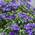 Clematisonline Clematis 'The President'