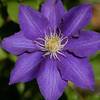 Clematisonline Clematis The President