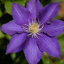Clematisonline Clematis The President