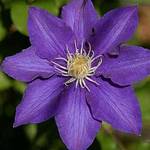 Clematisonline Clematis The President