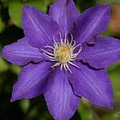 Clematisonline Clematis The President