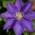 Clematisonline Clematis The President