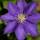 Clematisonline Clematis The President