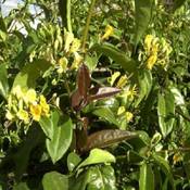 Clematisonline Geissblatt 'Henryi' Vergleich