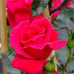 ClematisOnline New Dawn Rouge