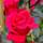 ClematisOnline New Dawn Rouge
