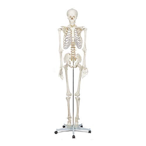 Anatomie Skelett Test & Vergleich » Top 14 im Februar 2024