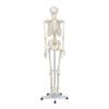 Elementary Anatomy Skelett Anatomisches Modell