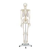 Elementary Anatomy Skelett Anatomisches Modell