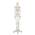 Elementary Anatomy Skelett Anatomisches Modell