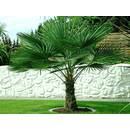 Csl sunrise Winterharte Palme 'Wagnerianus'