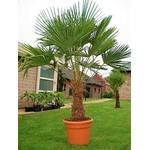 Csl Sunrise Gmbh Trachycarpus Fortunei Wagnerianus