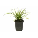 Csl sunrise Schwarzes Lampenputzergras Black Beauty