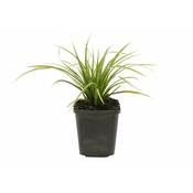 Csl sunrise Schwarzes Lampenputzergras Black Beauty Vergleich