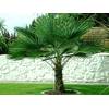Csl Sunrise Trachycarpus Fortunei