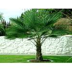 Csl Sunrise Trachycarpus Fortunei