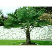 Csl Sunrise Trachycarpus Fortunei