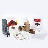Bonsai-Starter-Kit Test & Vergleich  Top 8 im Juni 2026