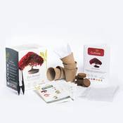 Cultivea Bonsai-Starter-Set
