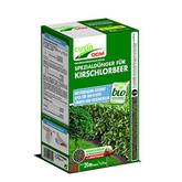 kirschlorbeer etna obi Kirschlorbeer Etna (Prunus laurocerasus 'Etna') | 100-125 cm mit  Wurzelballen