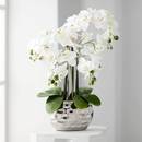 Dahlia Studios Kunstpflanze Orchidee