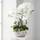 Dahlia Studios Kunstpflanze Orchidee
