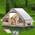 Dancoom Campingzelt mit Vordach