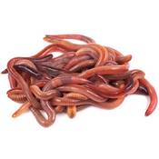 Dawurmbauer Kompostwürmer Vergleich