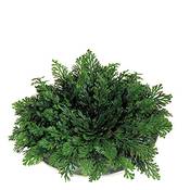 Deeel Basics Rose von Jericho Vergleich