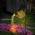 Deepdream BL-AIL-99