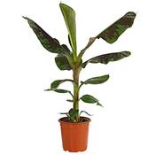 Dehner Banane Dwarf Cavendish