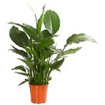 Dehner Einblatt Silvana