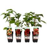 Dehner Himbeere 4er Set