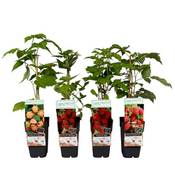 Dehner Himbeere 4er Set Vergleich