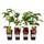 Dehner Himbeere 4er Set