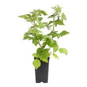 Dehner Himbeere Tula Magic Vergleich