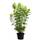 Dehner Rispen-Hortensie Limelight
