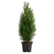 Dehner Thuja Smaragd Vergleich