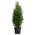Dehner Thuja Smaragd