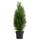 Dehner Thuja Smaragd