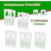 Der Mottenshop Schlupfwespen gegen Kleidermotten