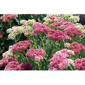 Dixis Samen Sedum-Samen Wildform