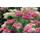 Dixis Samen Sedum-Samen Wildform